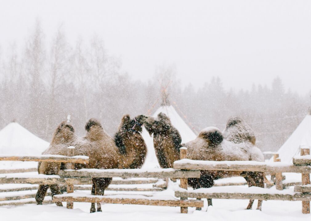 Camels